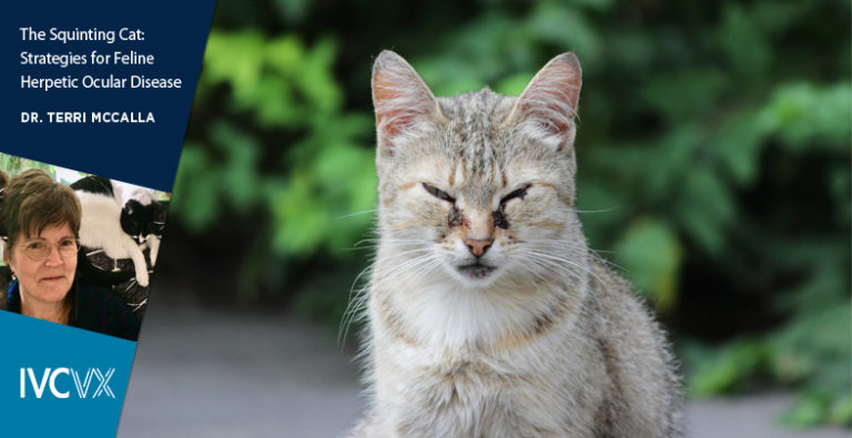 The Squinting Cat - Terri McCalla | IVCVX